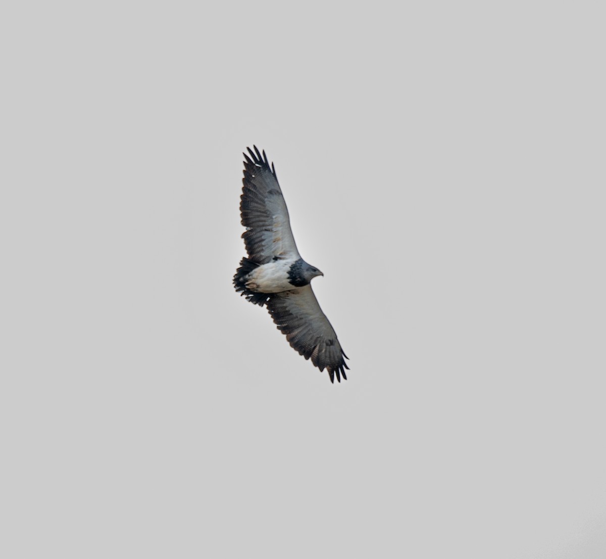 Black-chested Buzzard-Eagle - ML643315650