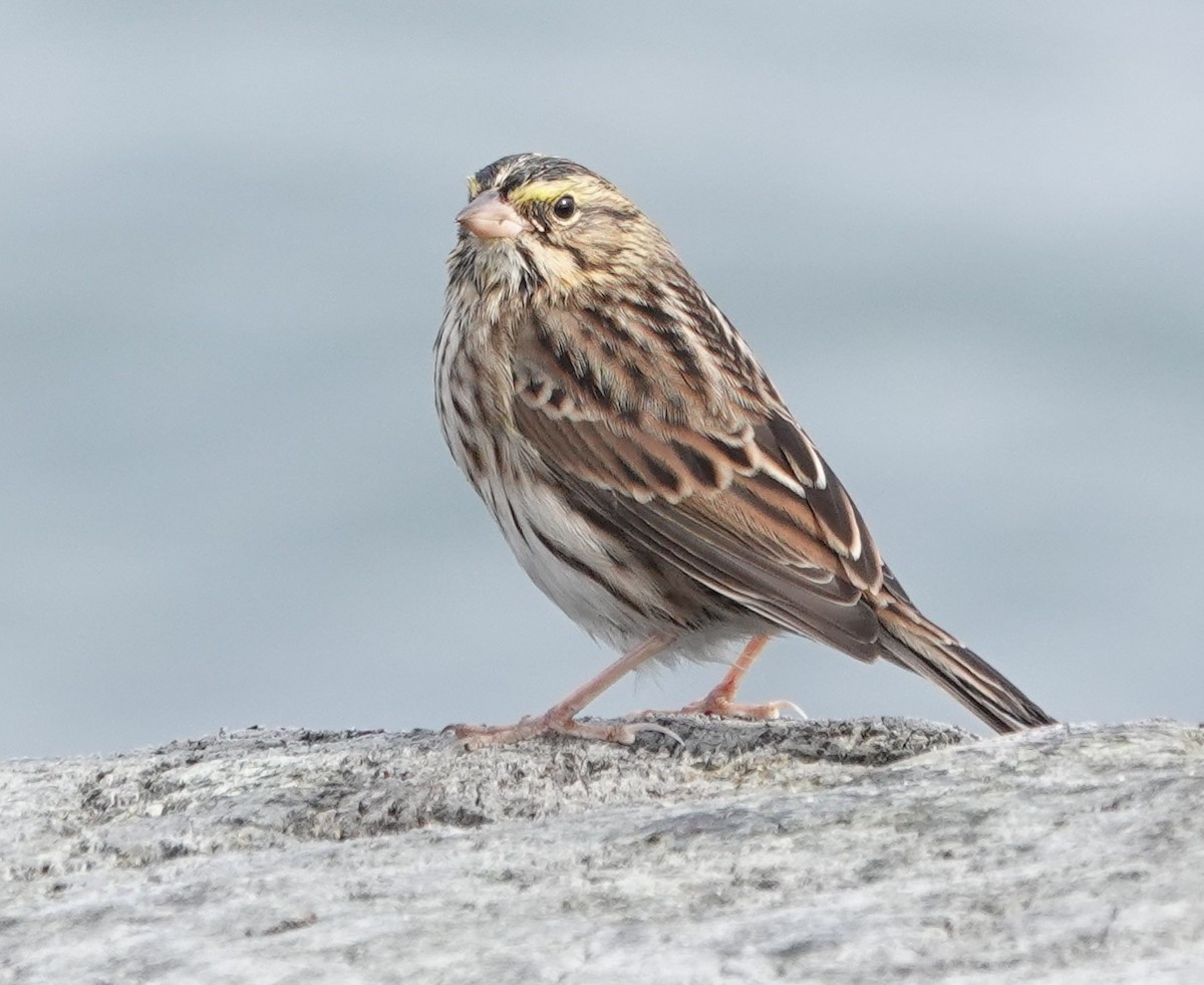 Savannah Sparrow - ML643315656