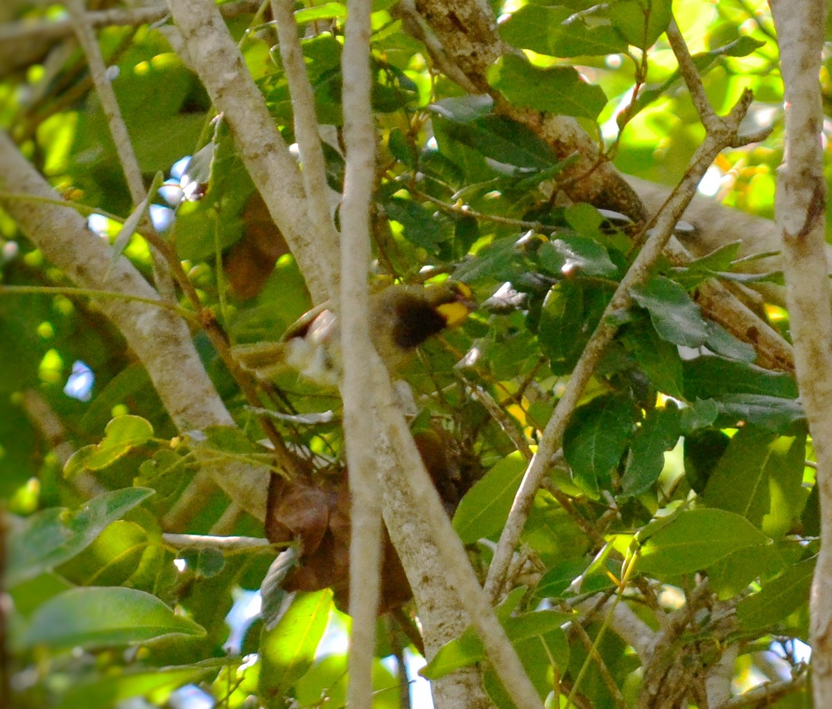 Yellow-faced Grassquit - ML643315657
