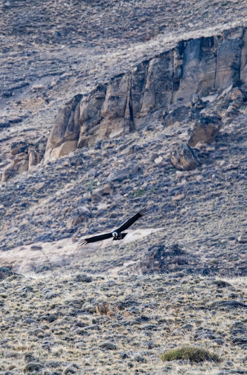 Andean Condor - ML643315660