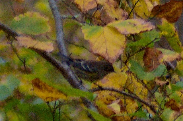 Пісняр-лісовик жовтогузий (підвид coronata) - ML643315667