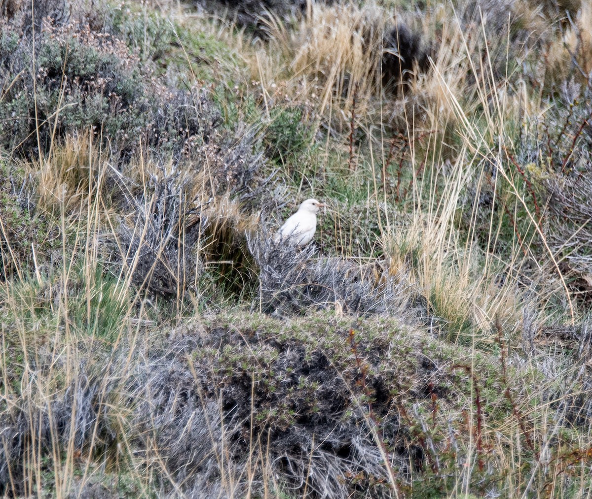 Scale-throated Earthcreeper - ML643315697