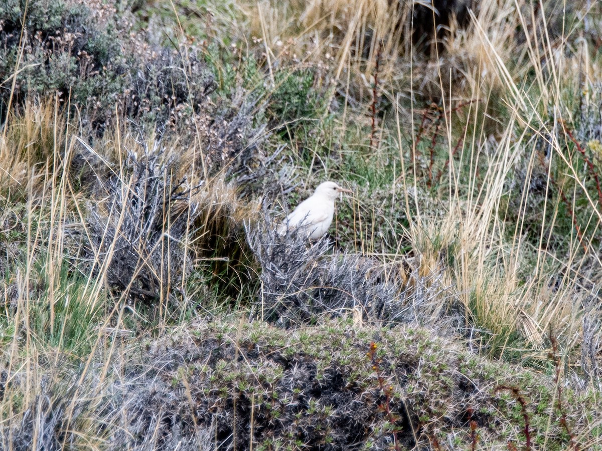 Scale-throated Earthcreeper - ML643315698
