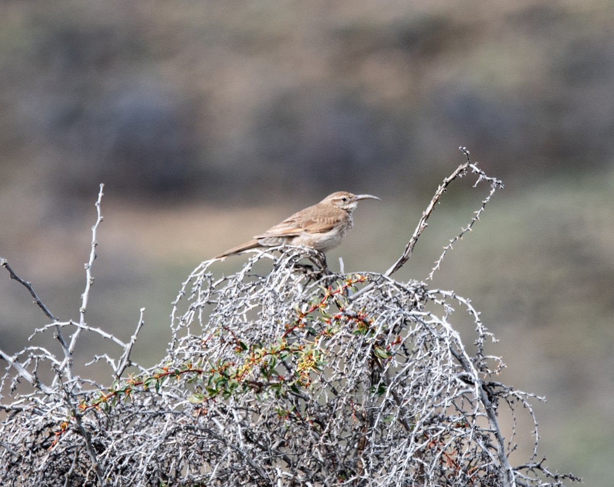 Scale-throated Earthcreeper - ML643315699