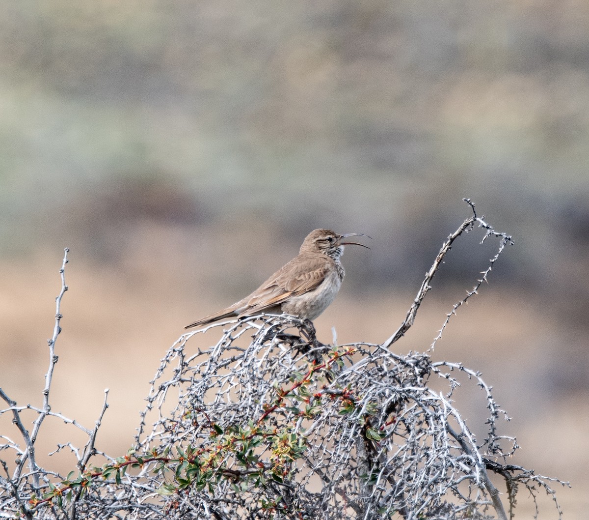 Scale-throated Earthcreeper - ML643315700
