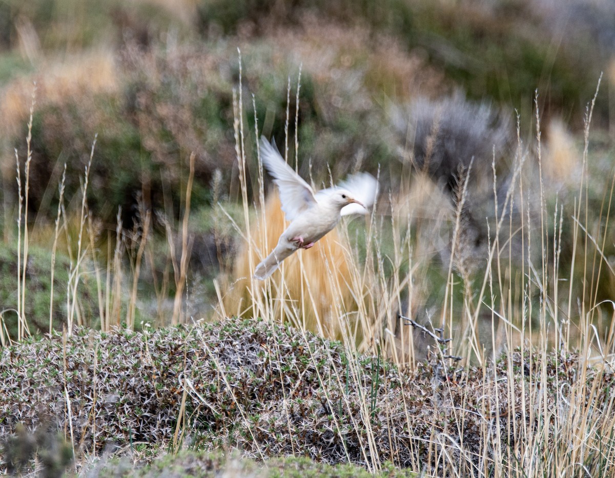 Scale-throated Earthcreeper - ML643315701