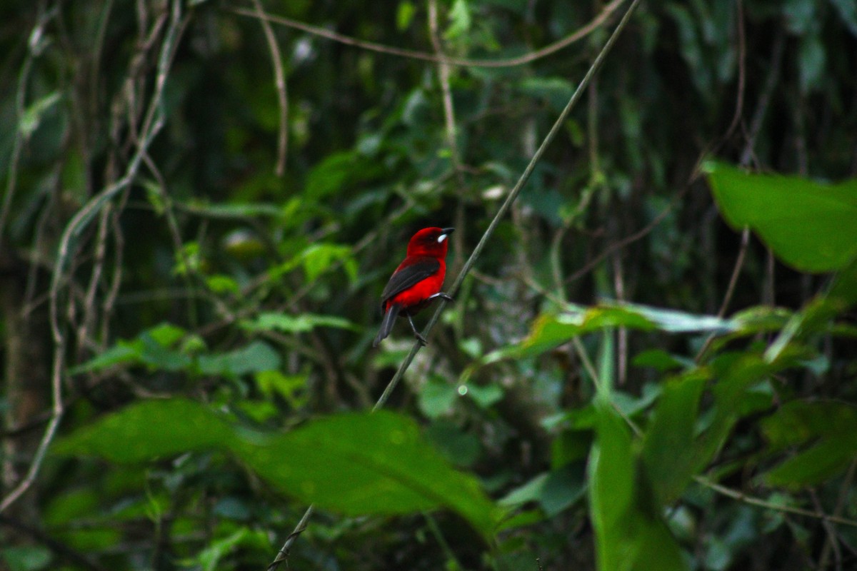 Brazilian Tanager - ML643315711