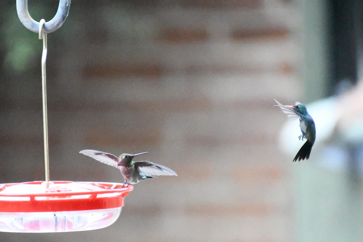 Black-chinned Hummingbird - ML643315718