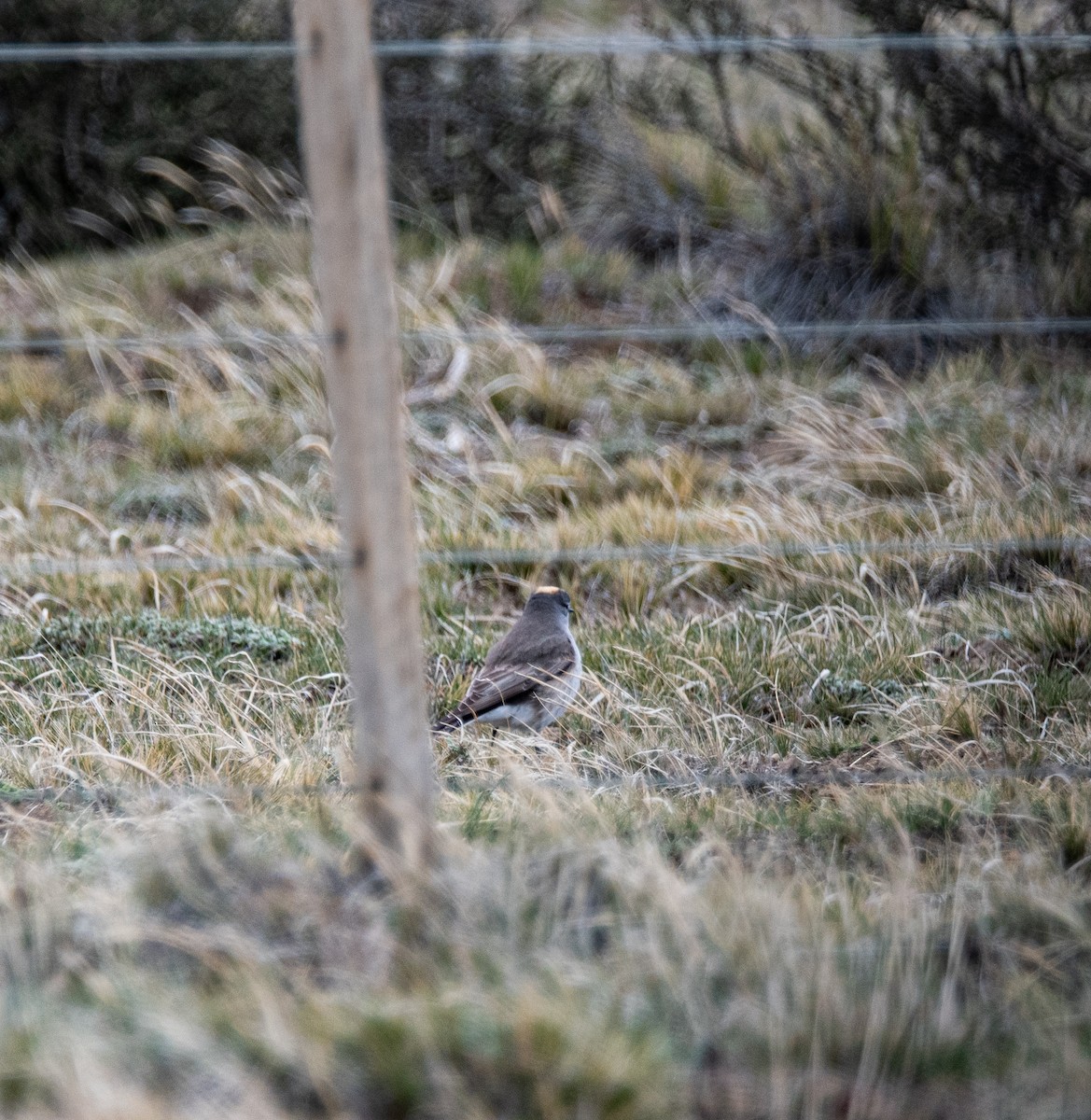 Ochre-naped Ground-Tyrant - ML643315730