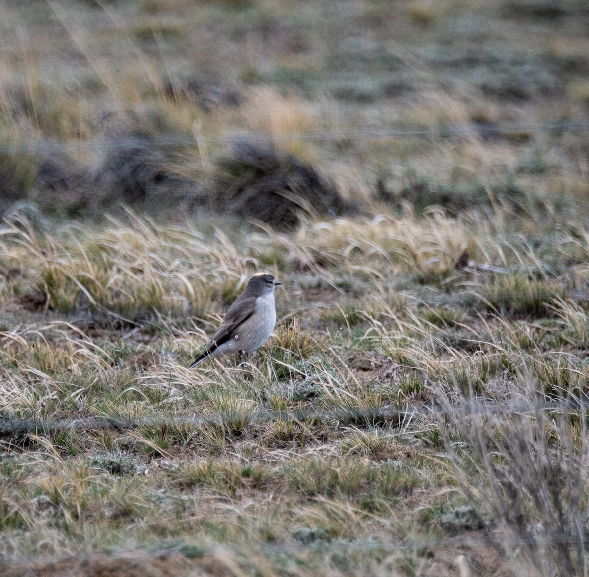 Ochre-naped Ground-Tyrant - ML643315731