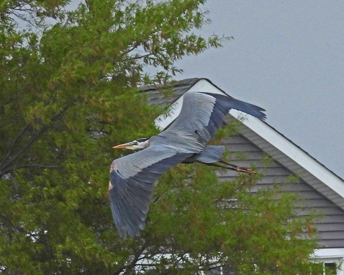 Great Blue Heron - ML643315736