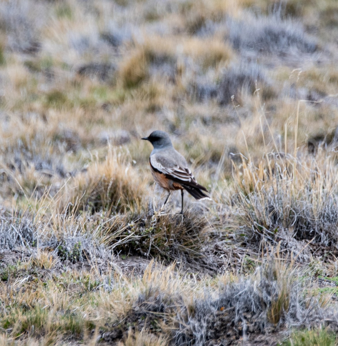 Chocolate-vented Tyrant - ML643315749