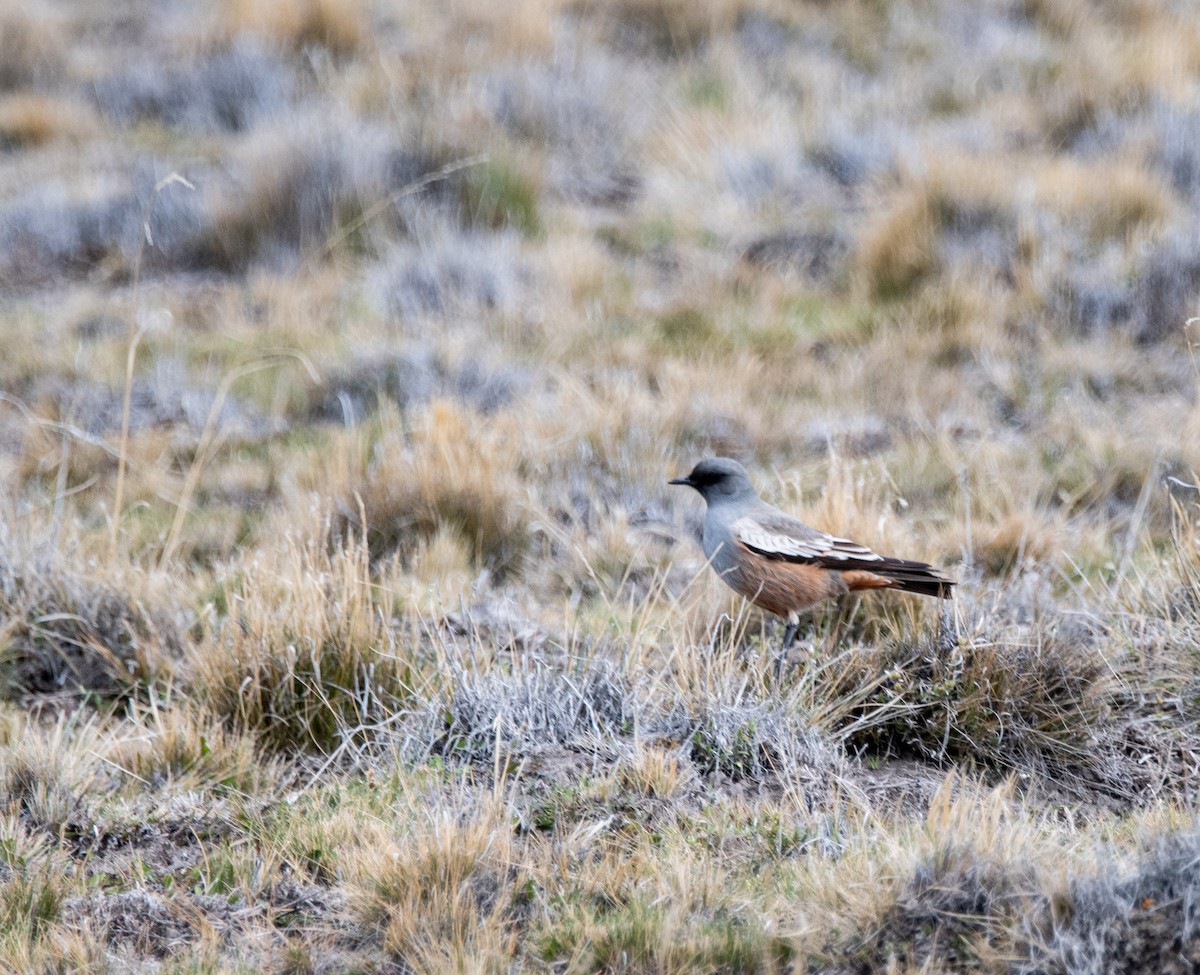 Chocolate-vented Tyrant - ML643315750