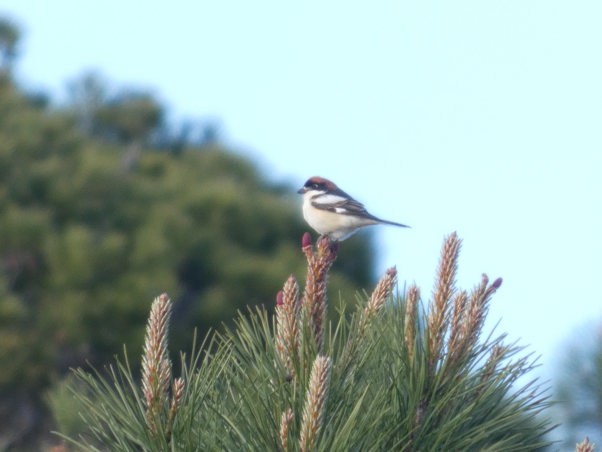 Woodchat Shrike - ML643315761