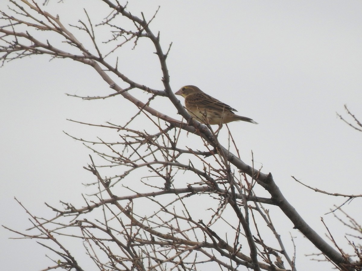 Dickcissel - ML643315765