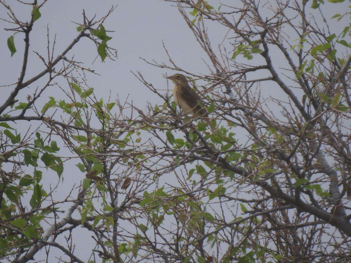 Dickcissel - ML643315766