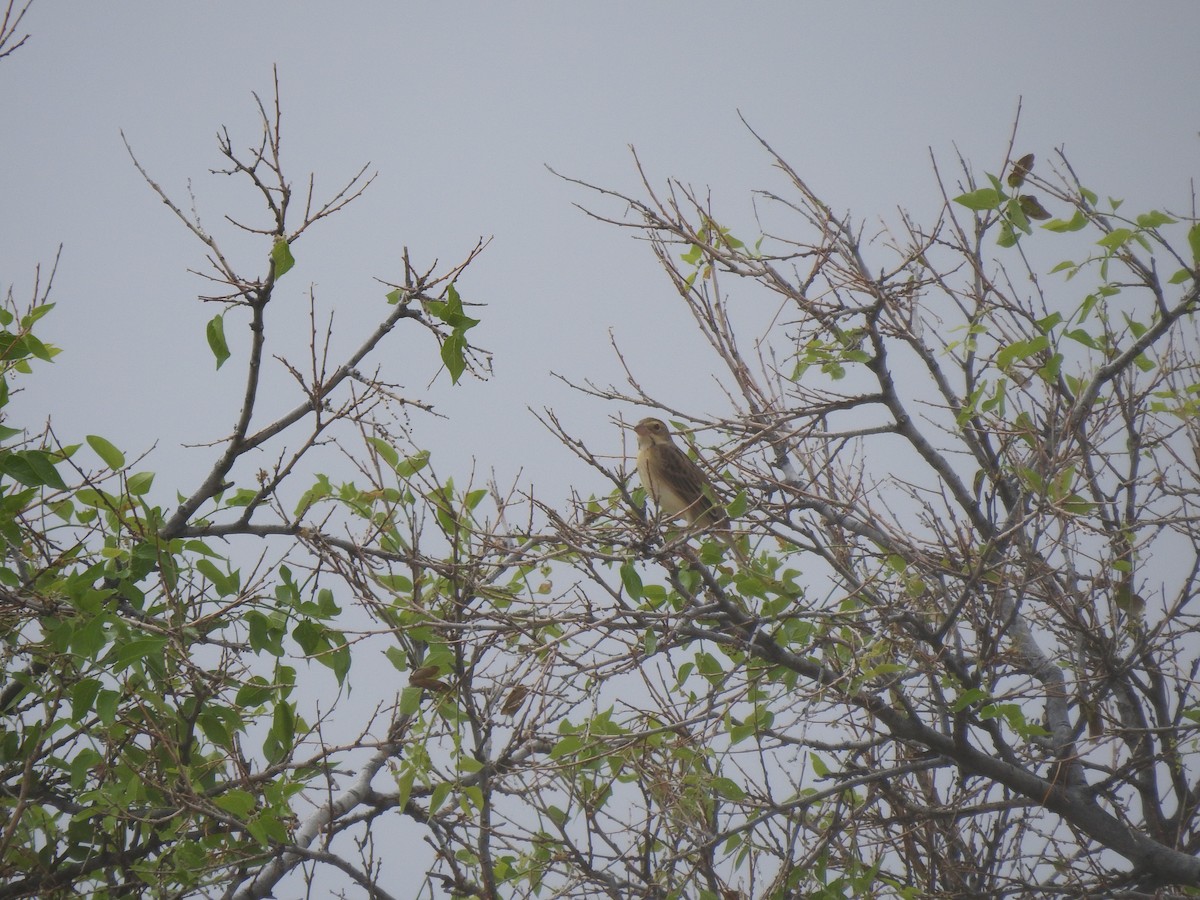 Dickcissel - ML643315767