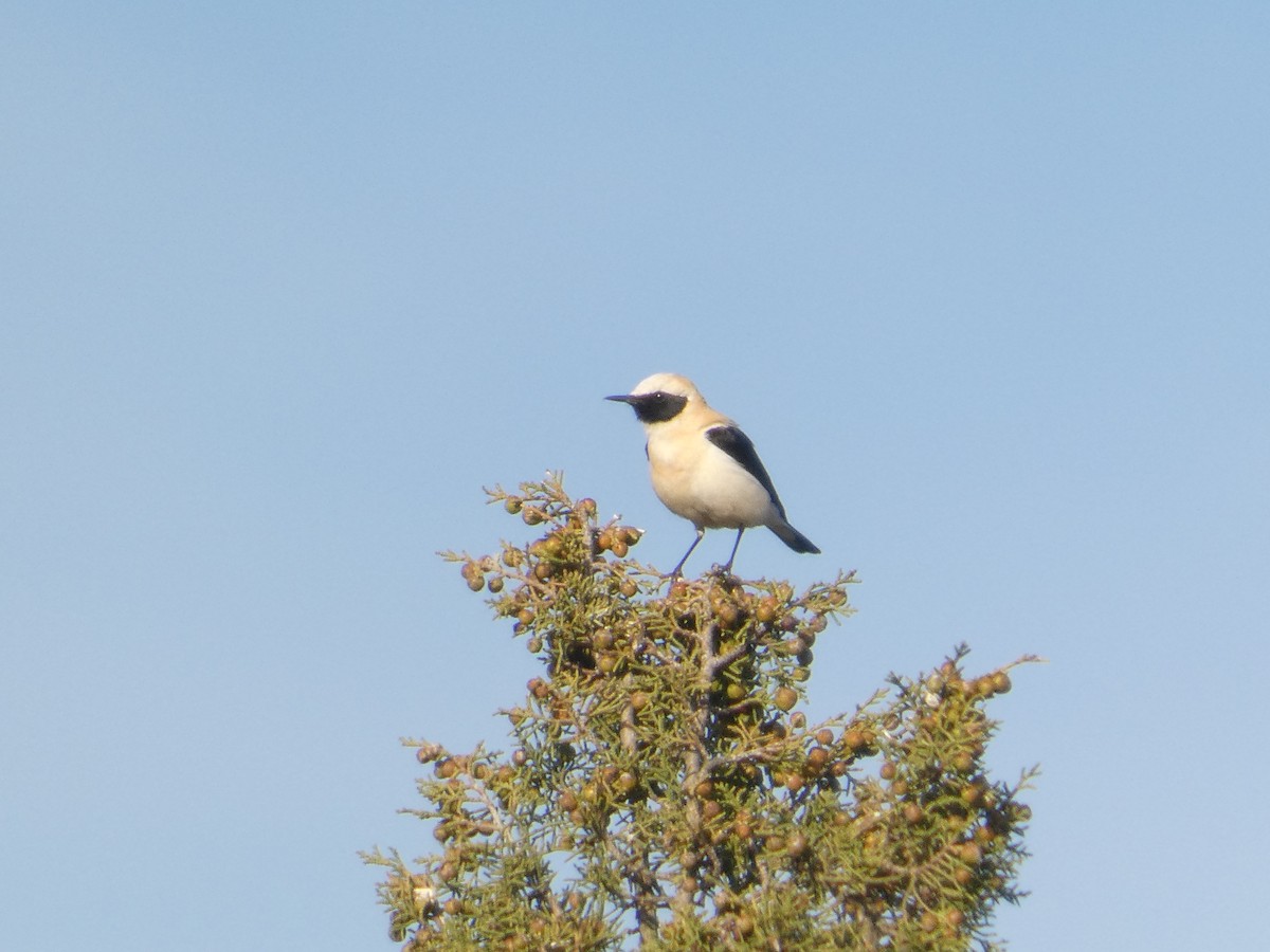 Western Black-eared Wheatear - ML643315776