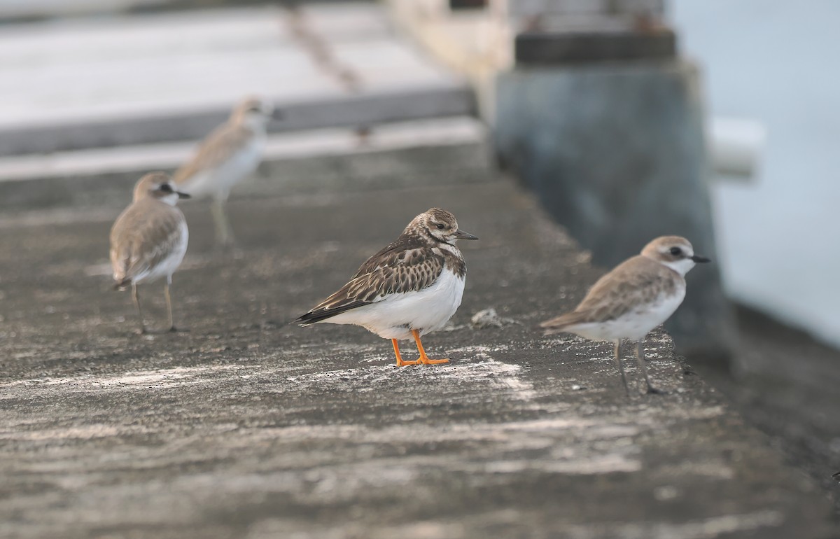Ruddy Turnstone - ML643315784