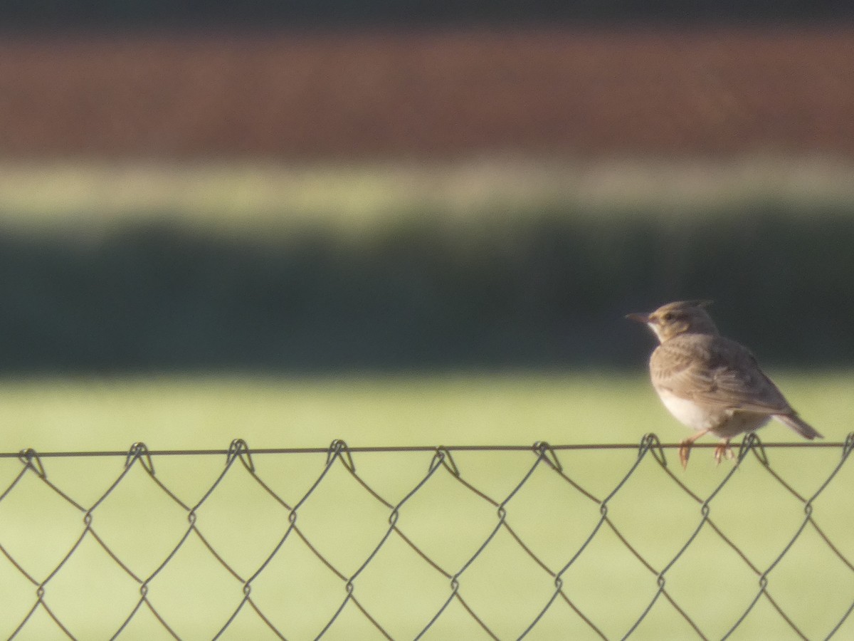 Crested Lark - ML643315793