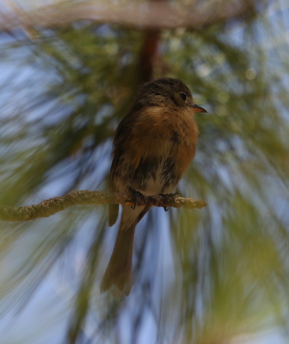Buff-breasted Flycatcher - ML643315822
