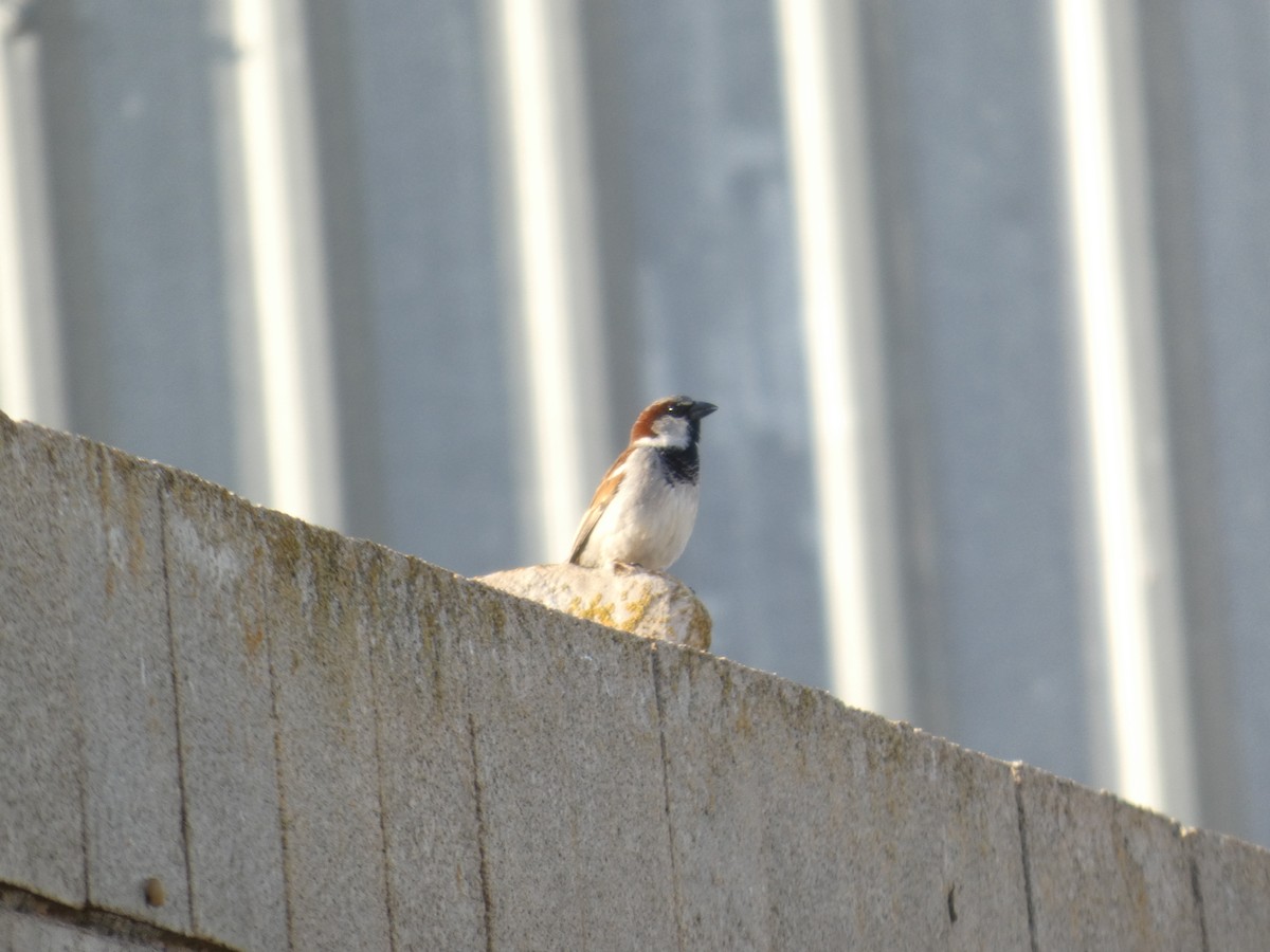 House Sparrow - ML643315828