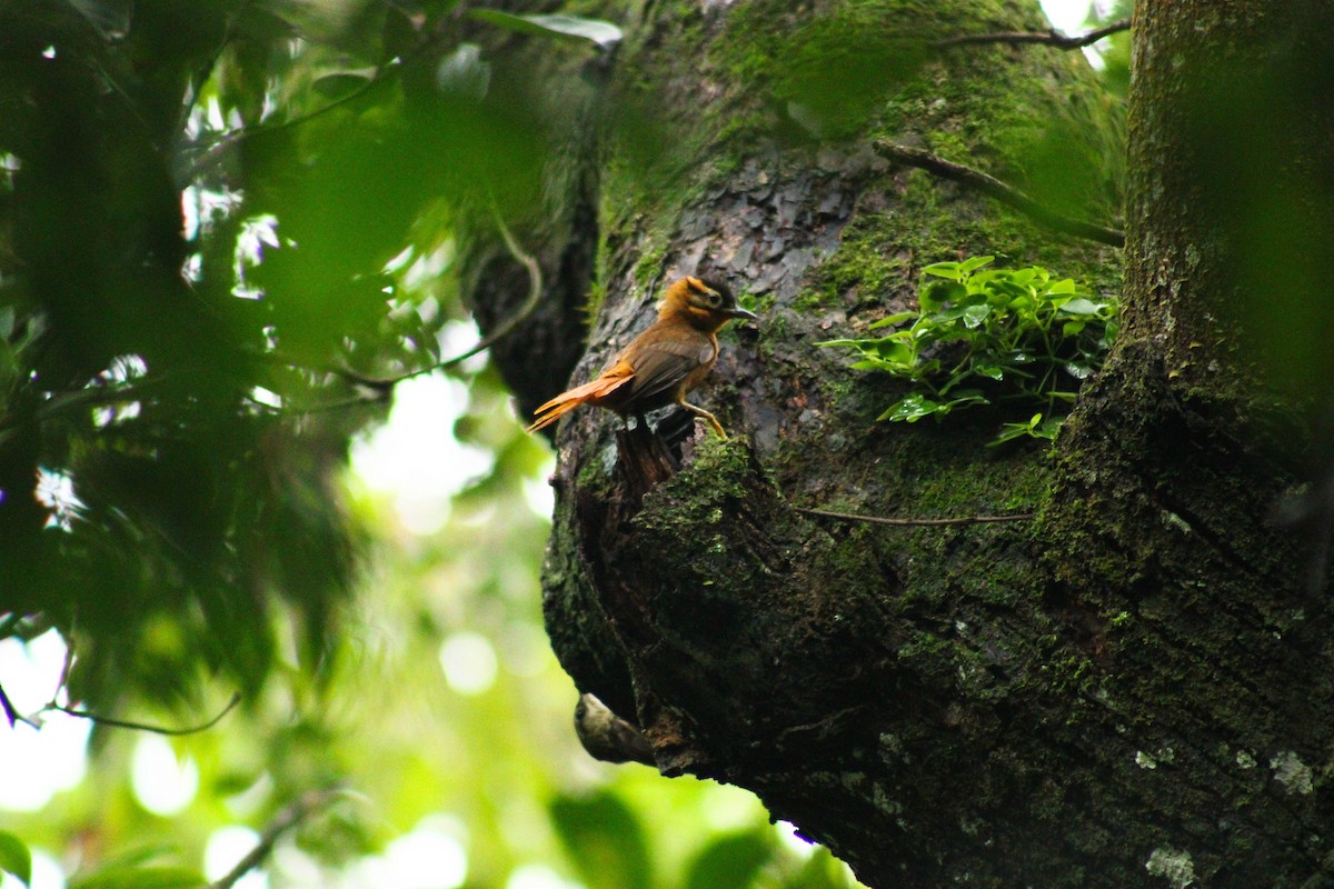 Black-capped Foliage-gleaner - ML643315831