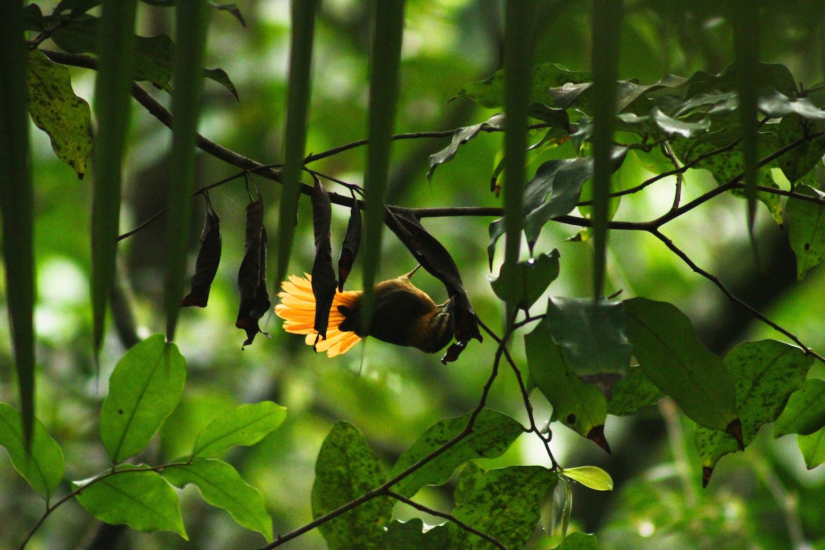 Black-capped Foliage-gleaner - ML643315832