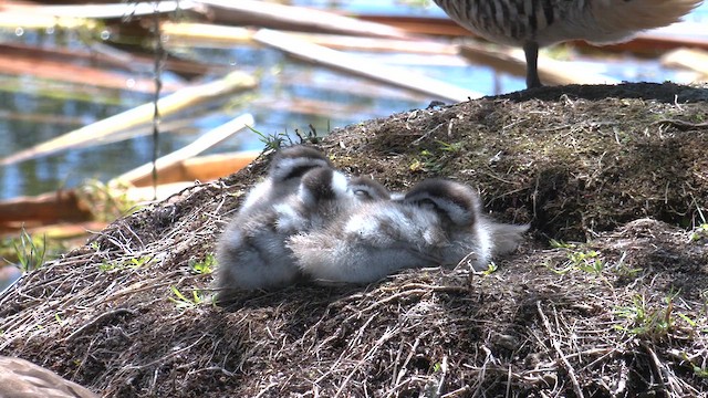 Pink-eared Duck - ML643315833