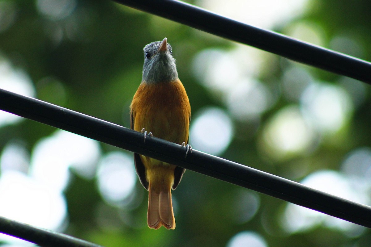 Gray-hooded Attila - ML643315892