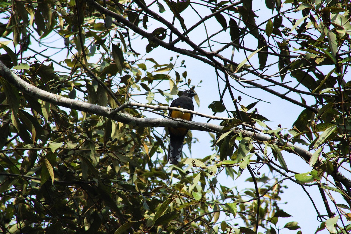Green-backed Trogon - ML643315912