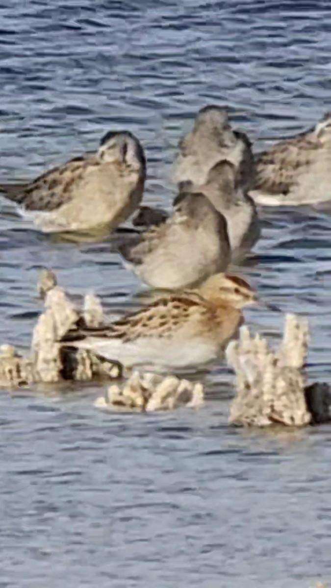 Txirri buztanzorrotza - ML643315928