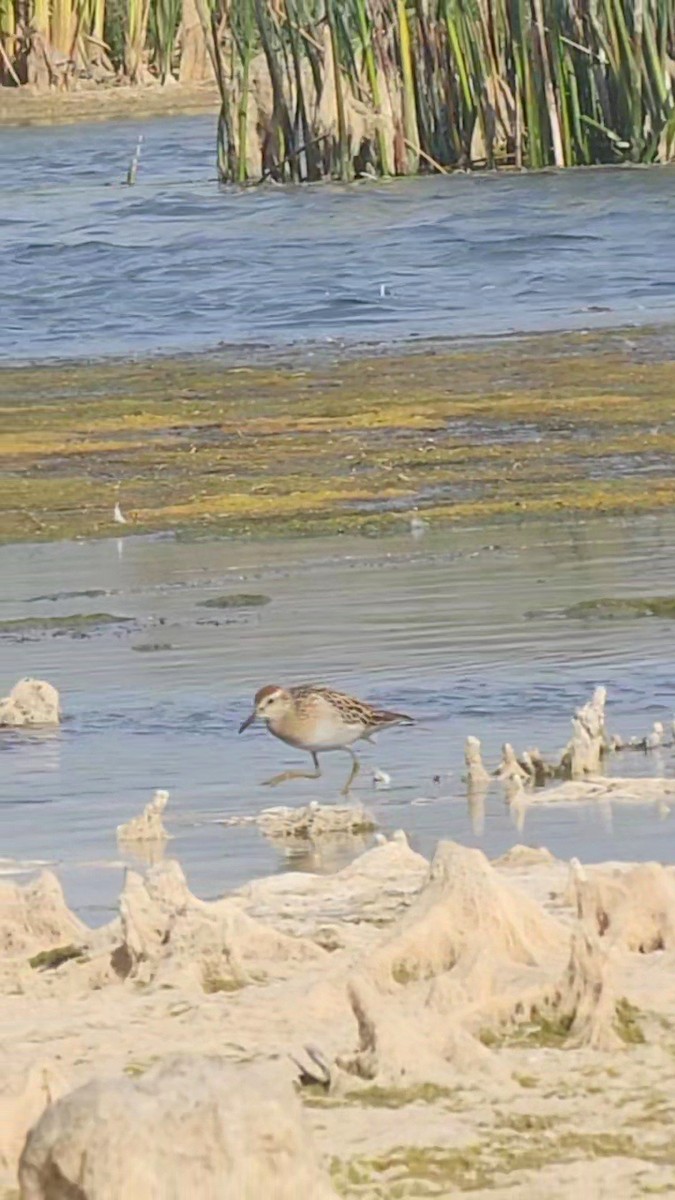 Txirri buztanzorrotza - ML643315930