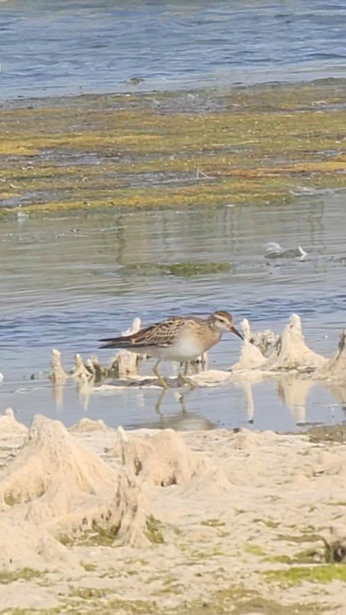 Txirri buztanzorrotza - ML643315931