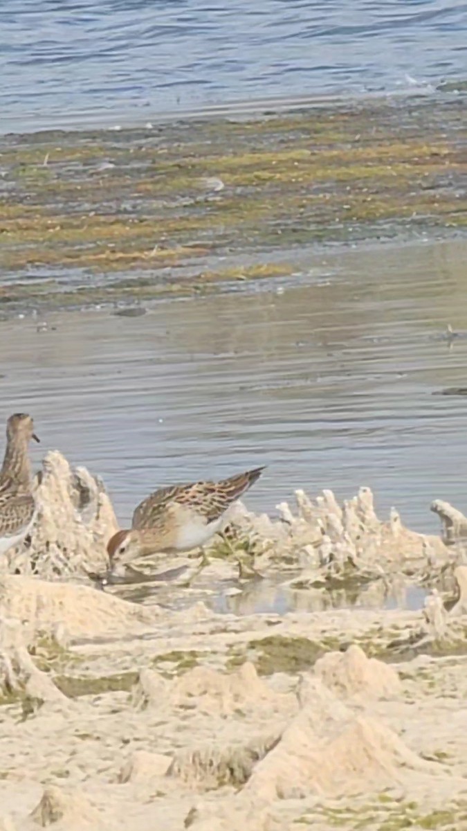 Txirri buztanzorrotza - ML643315932