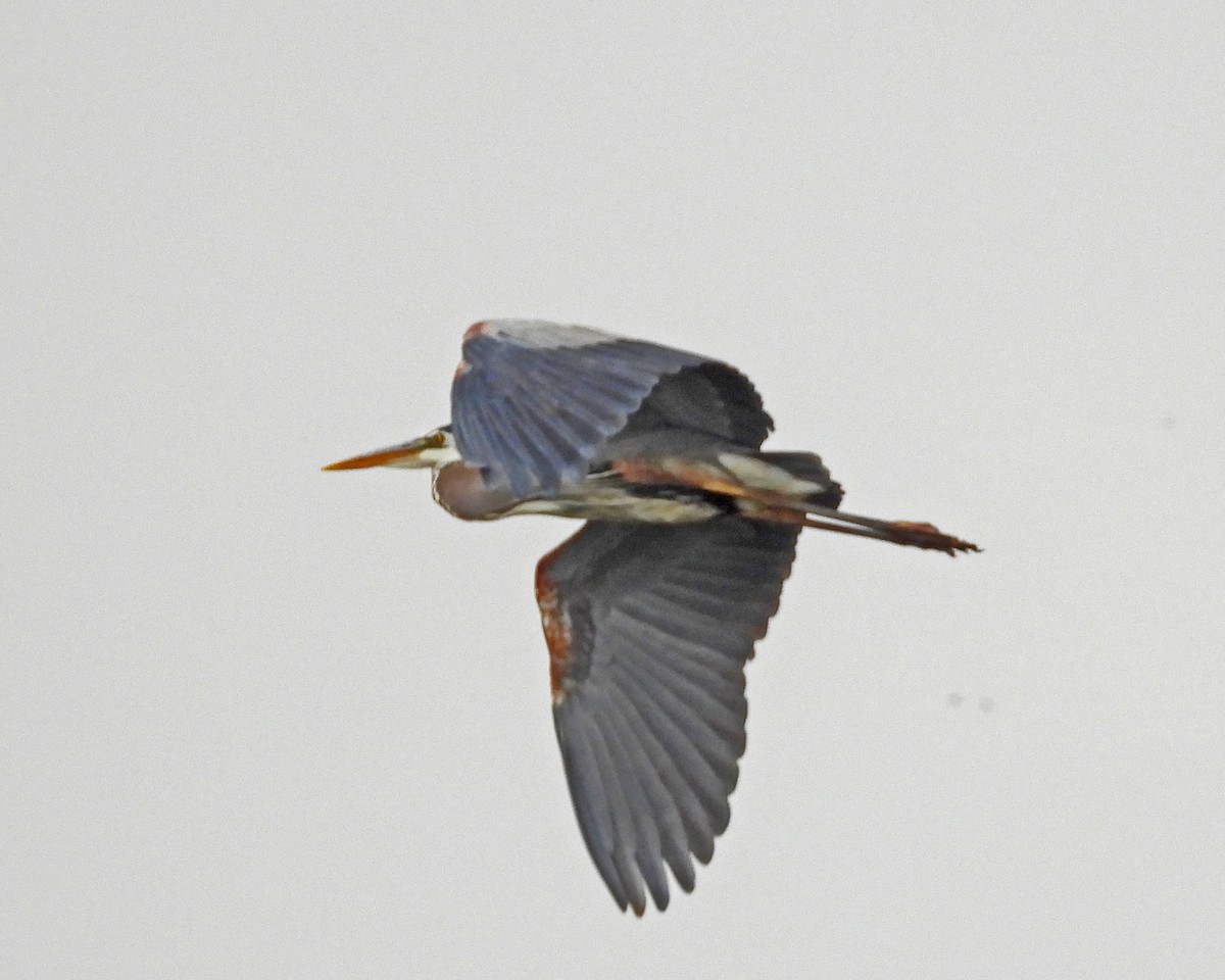 Great Blue Heron - ML643315934