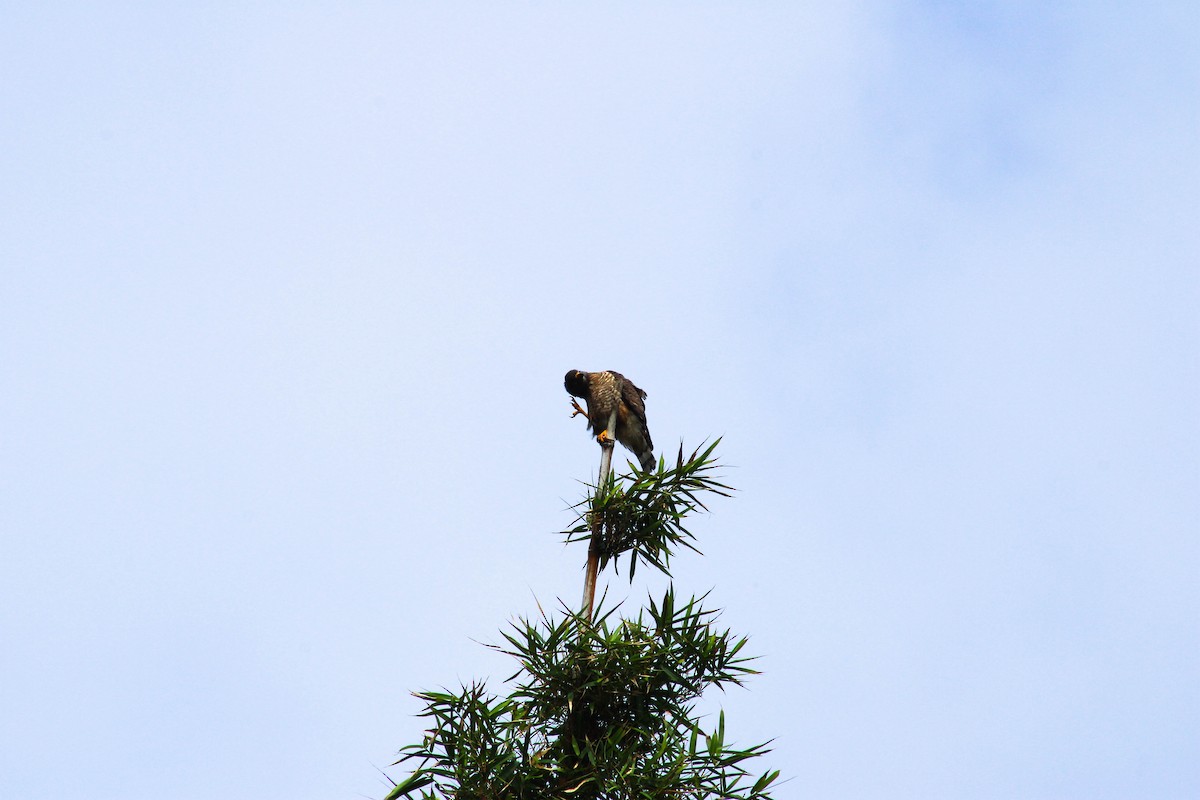 Roadside Hawk - ML643315942