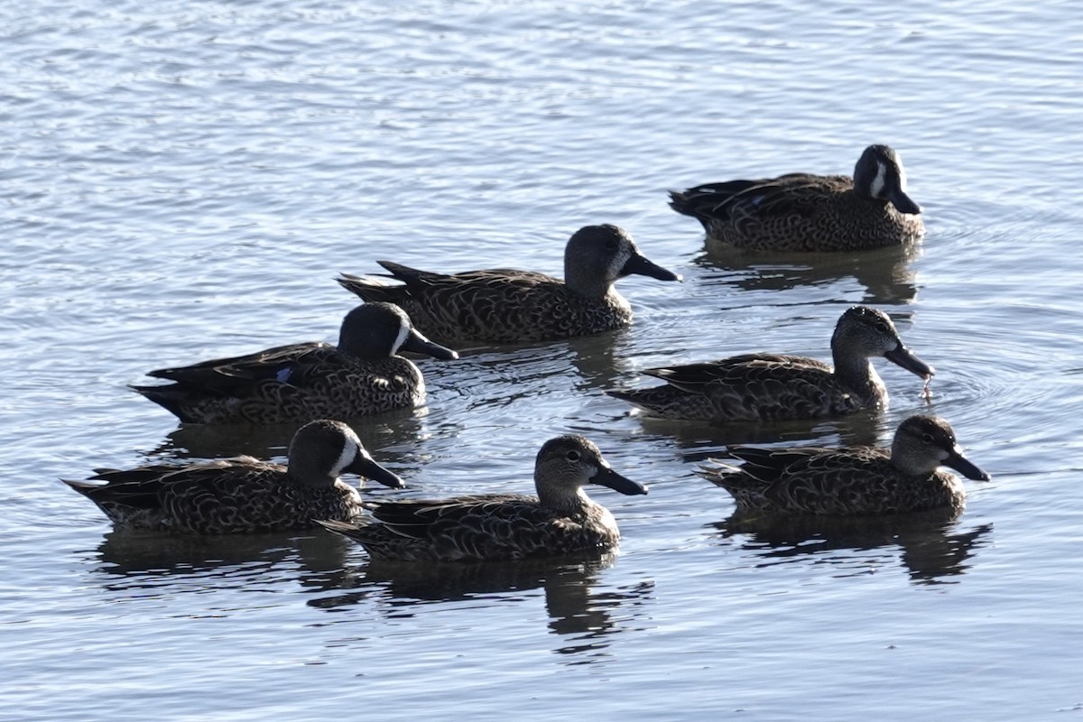 Blue-winged Teal - ML643315952