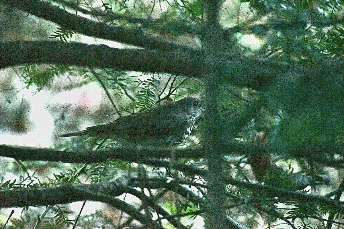 Gray-cheeked Thrush - ML643316039