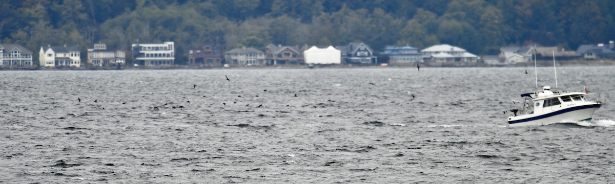 Surfbird - ML643316040