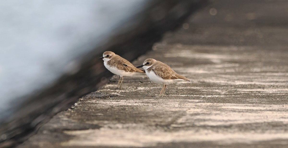 Tibetan Sand-Plover - ML643316056