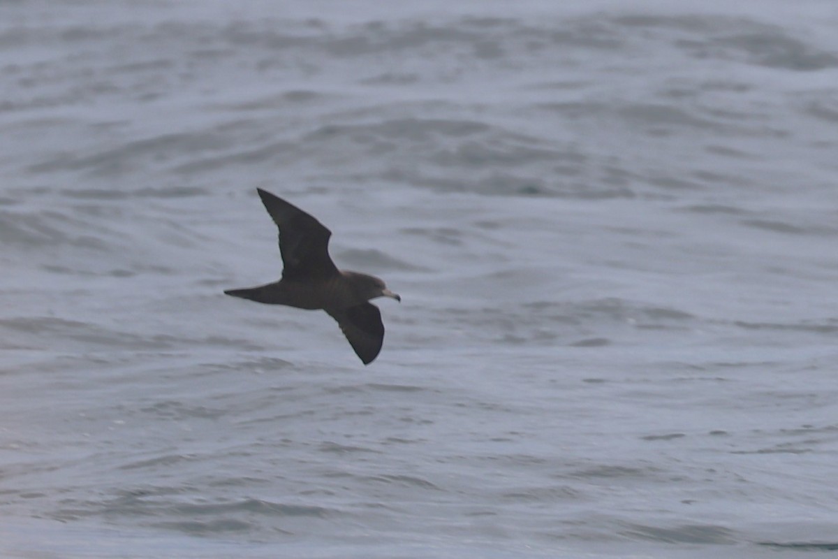 Flesh-footed Shearwater - ML643316067