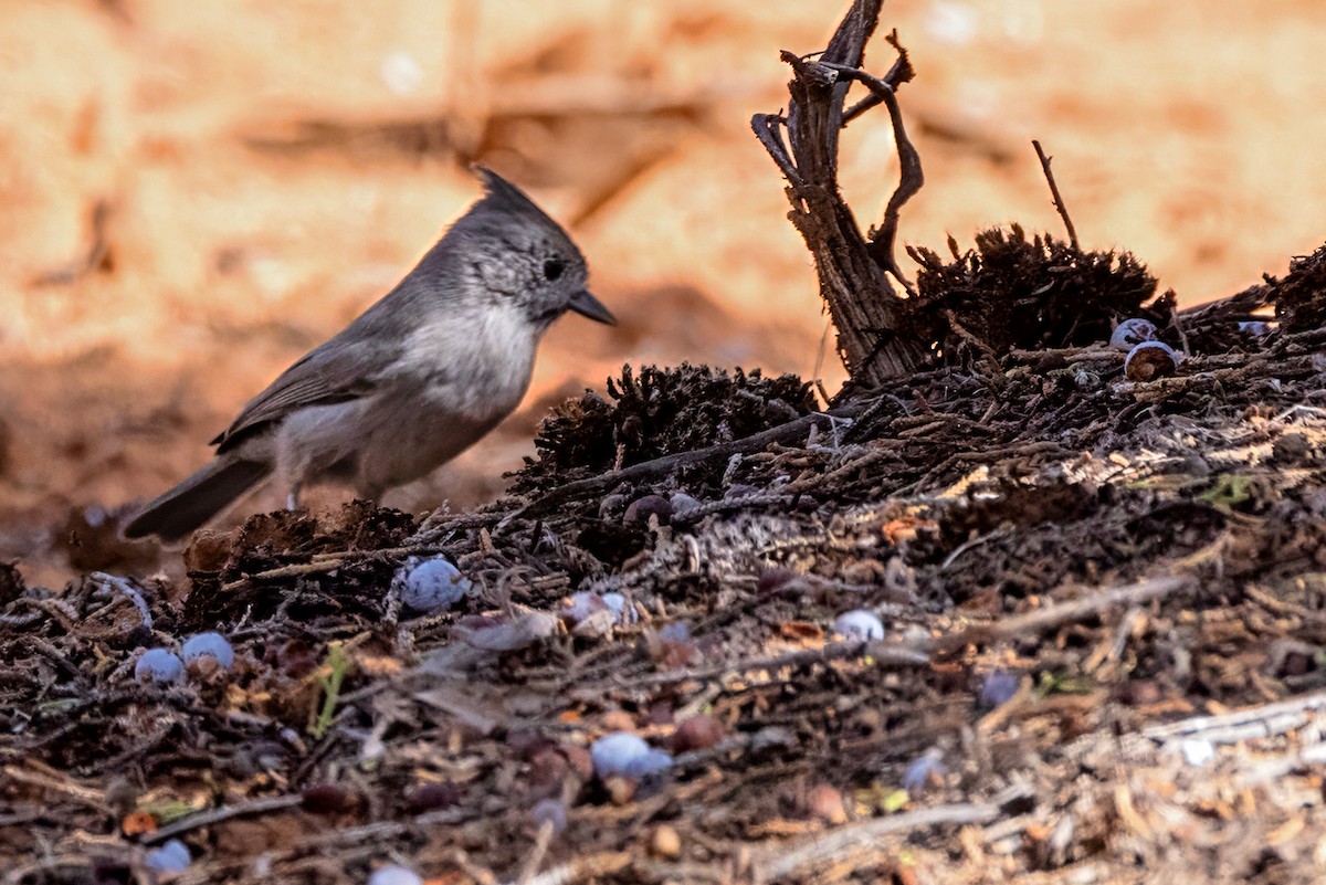 Juniper Titmouse - ML643316069