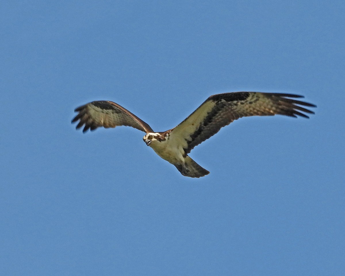 Osprey - ML643316070