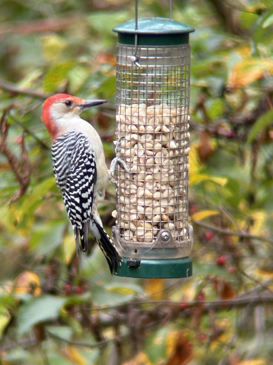 Red-bellied Woodpecker - ML643316072