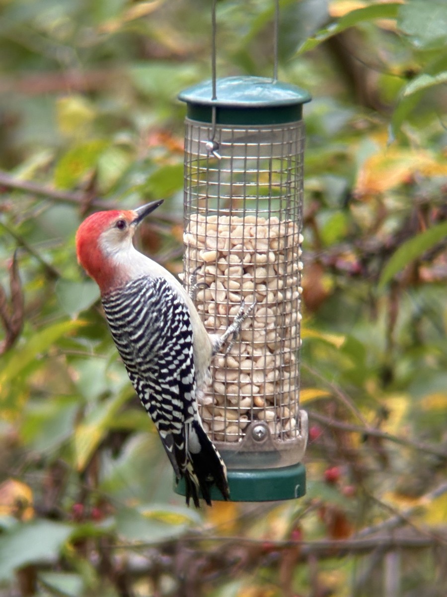 Red-bellied Woodpecker - ML643316073