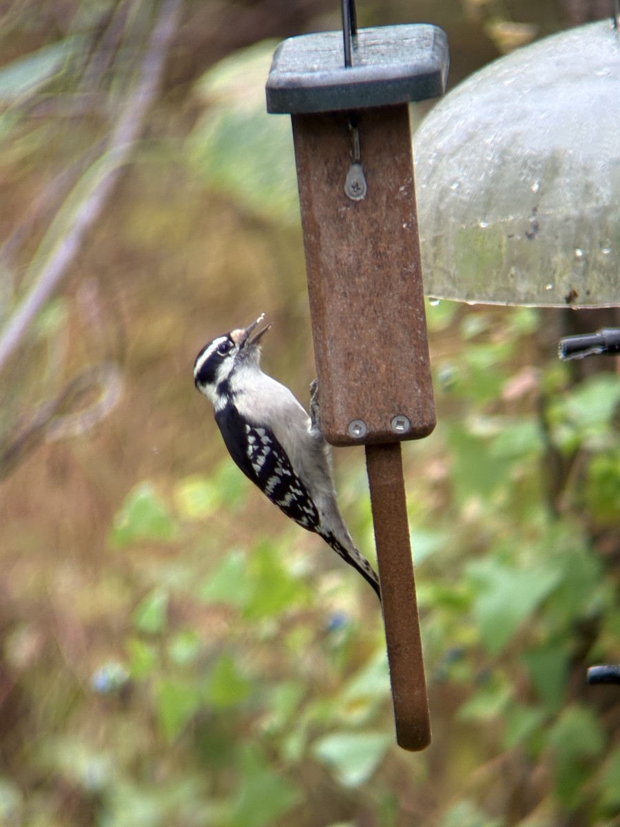 Downy Woodpecker - ML643316094