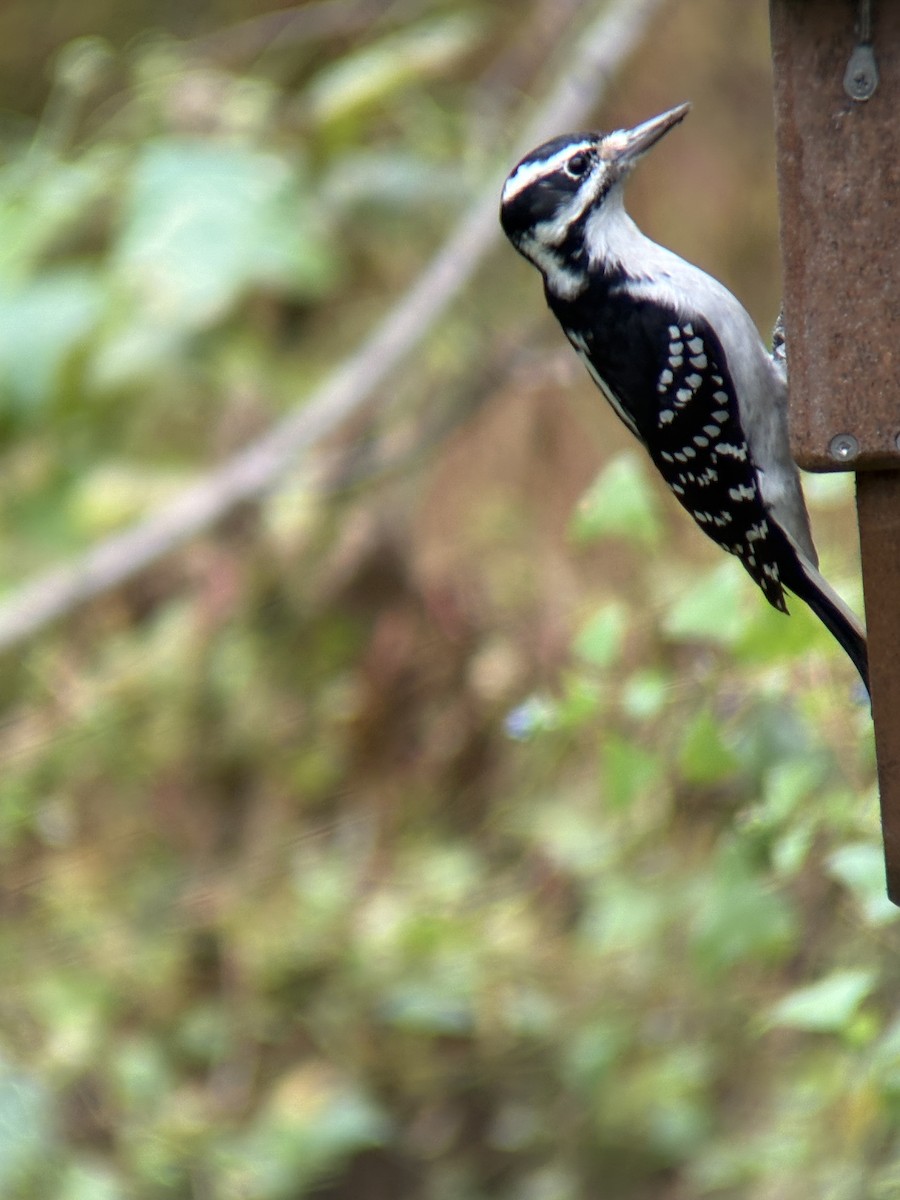 Hairy Woodpecker - ML643316108