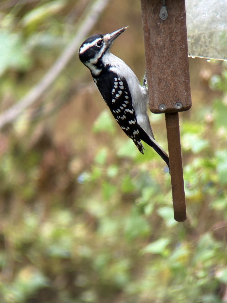 Hairy Woodpecker - ML643316109