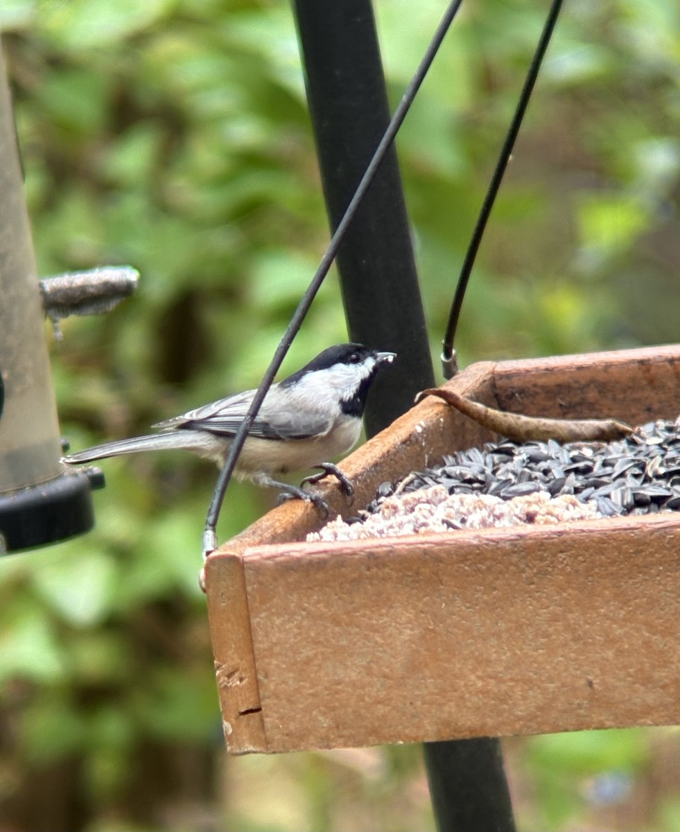 Carolina Chickadee - ML643316111